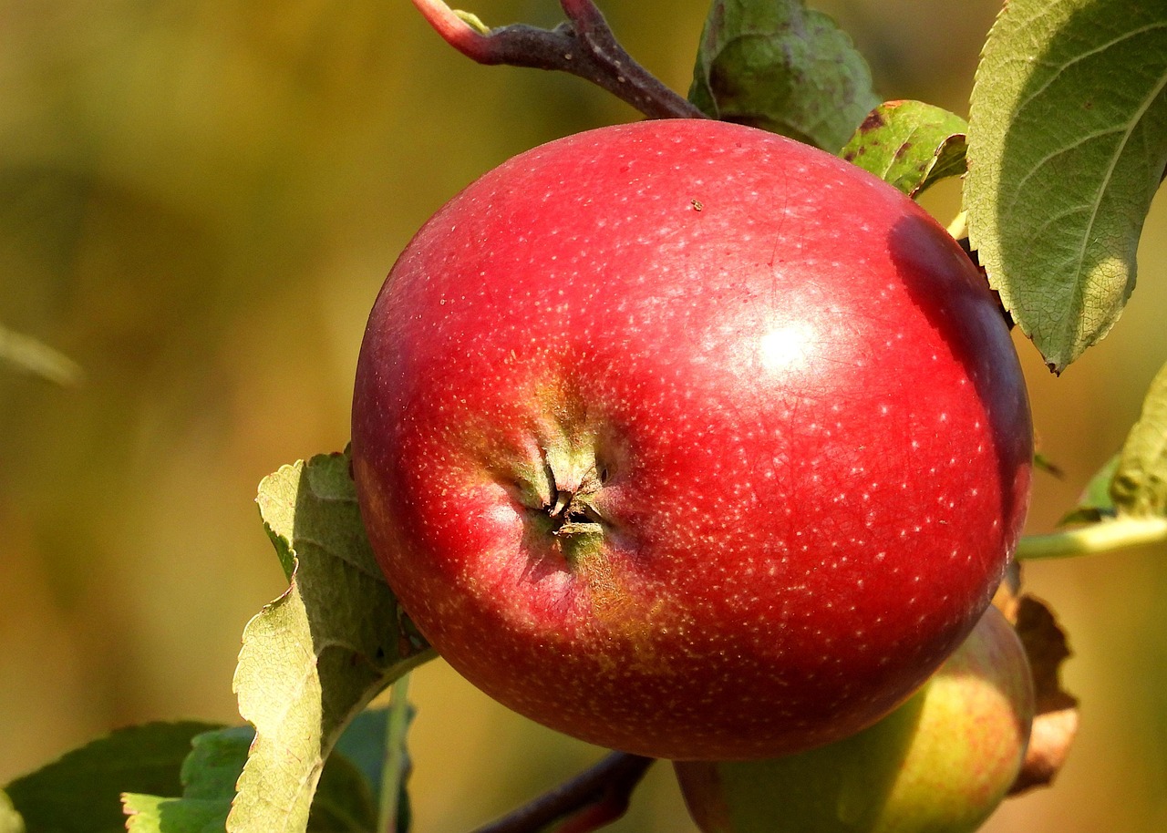 Shiny Red Apples