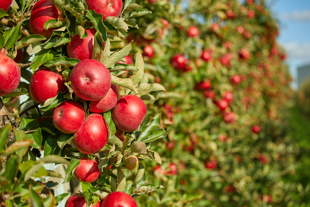 Shiny Red Apples