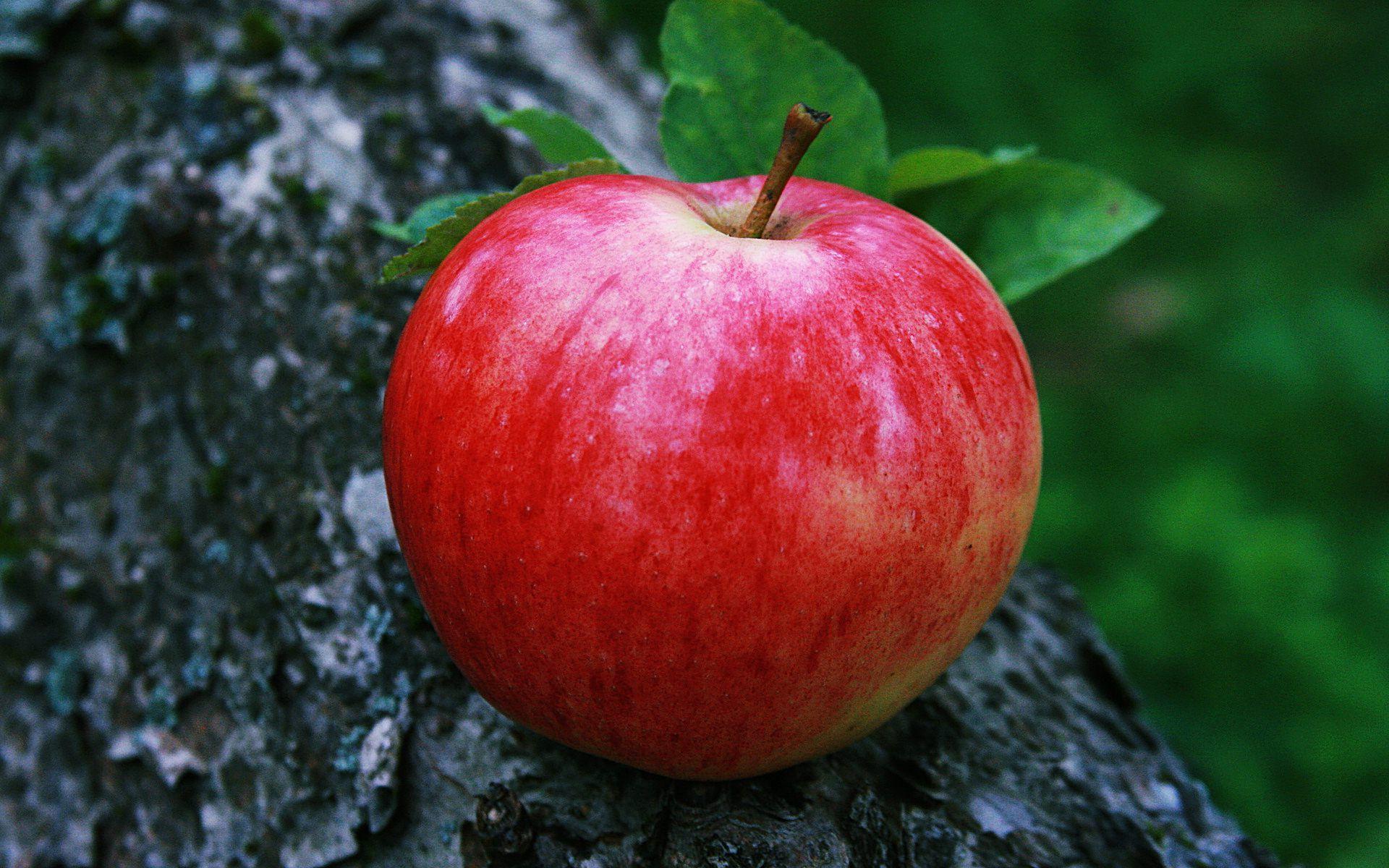 Shiny Red Apples